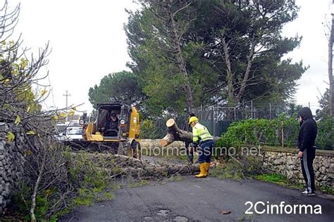 Putignano Alberi Abbattuti Dalle Forti Raffiche Di Vento Fotogallery