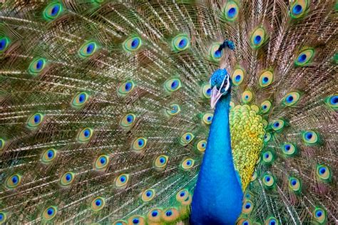 Premium Photo Peacock Showing Its Beautiful Feathers