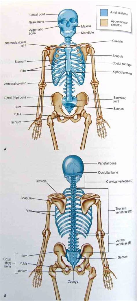 50 Appendicular Skeleton Worksheet Answers