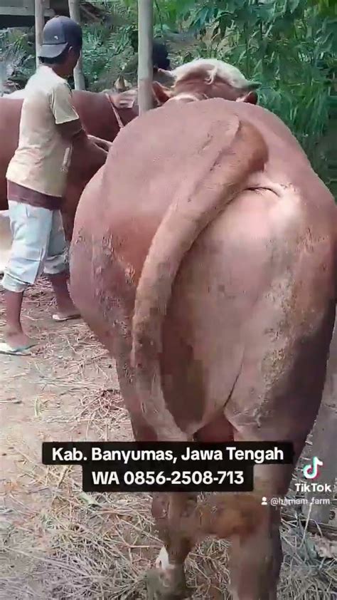 Sapi Gendut Cocok Buat Qurban Nih Masih Ada Stok Monggo Wa Saja Ke