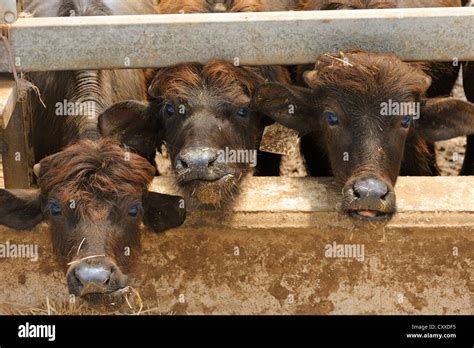 Buffaloes Cattle Ranching For Milk Production For Buffalo Mozzarella