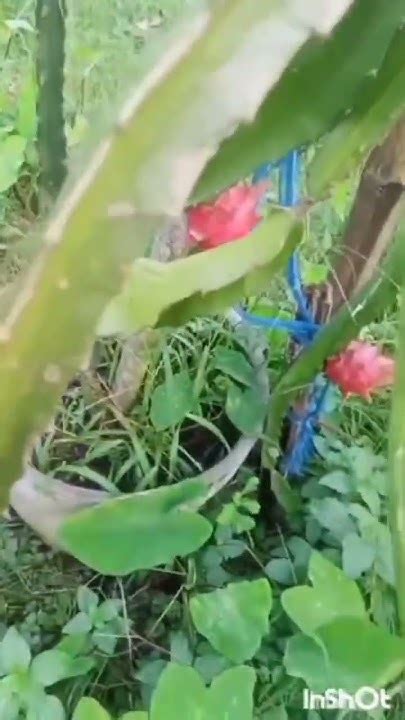 টবে ড্রাগন ফল চাষ Dragon Fruit Harvesting Youtube