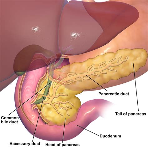 The Human Digestive System Alimentary Tube And Accessory Organs