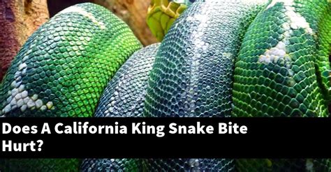 Does A California King Snake Bite Hurt My Reptile Blog