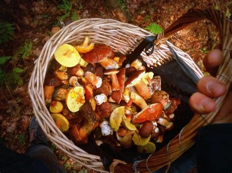 Urek Z Le Nymi Grzybami Smaczna Potrawa Na Wielkanocny St