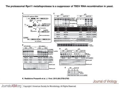 The Proteasomal Rpn Metalloprotease Is A Suppressor Of Tbsv Rna