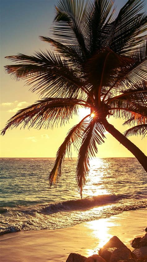 Palm Tree Summer Beach Wallpapers Wallpaper Cave