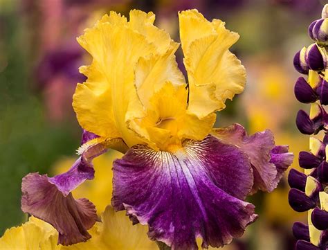 Bearded Iris Guide How To Grow And Care For Iris Germanica