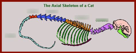 Axial Skeleton Diagram Cat Diagram Quizlet