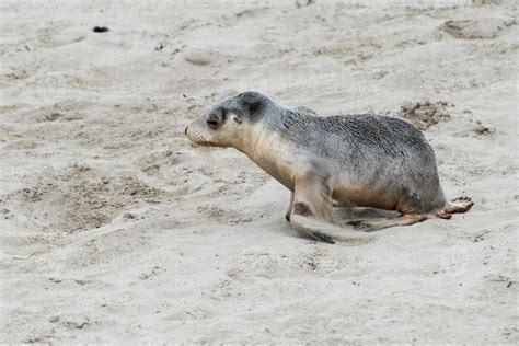 newborn australian sea lion on sandy beach background 18751997 Stock Photo at Vecteezy