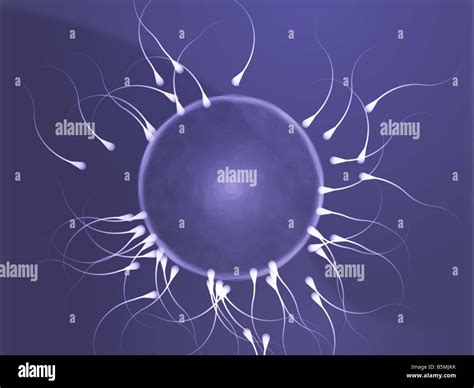 Fertilized Human Egg Hi Res Stock Photography And Images Alamy