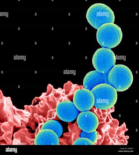 MRSA Bacteria SEM Stock Photo Alamy