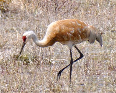 Birding With Rod Bruce Trail Conservancy Hike Schedule