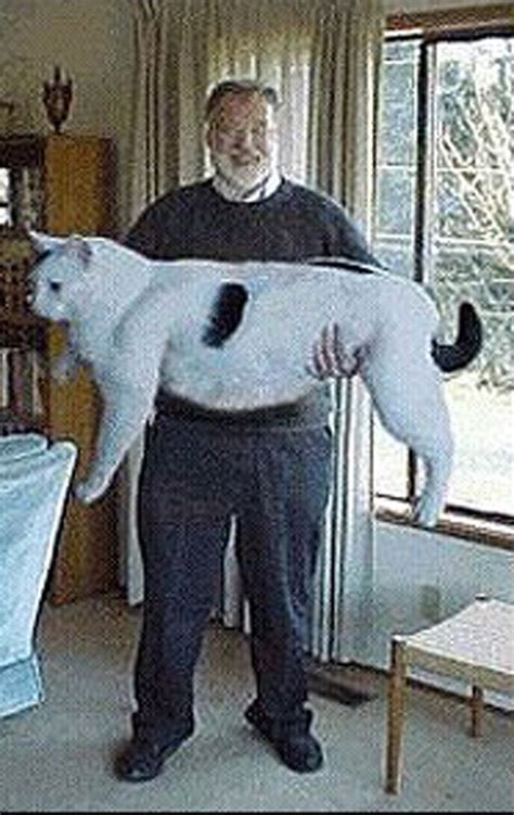 El Gato Gigante MARCA