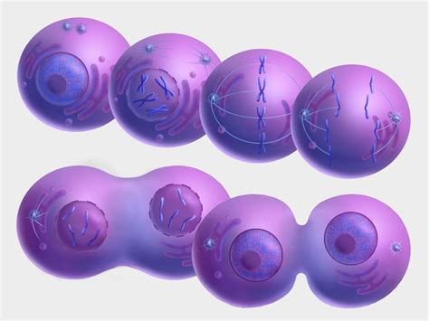 Cell Cycle Mitosis from the collection of Guild of Natural Science ...