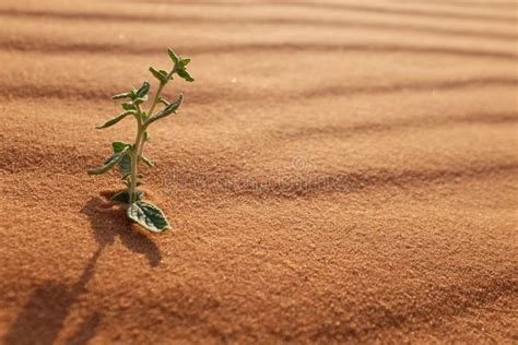 A Growing Plant on a Hot Desert Stock Photo - Image of spring, ripple: 168257628