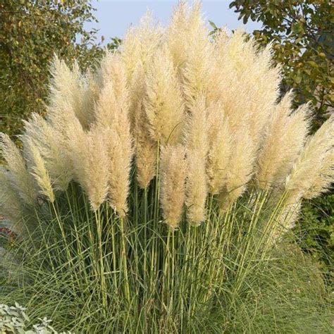 Dwarf Pampas Grass Cortaderia Selloana Pumila