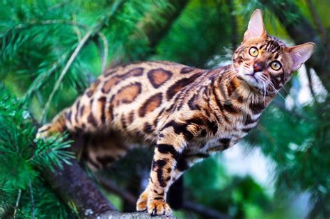 Главная | Сумасшедшие кошки, Бенгальские котята, Кошки воины