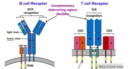 Genetics Of Antigen Receptors Bcr And Tcr Flashcards Quizlet