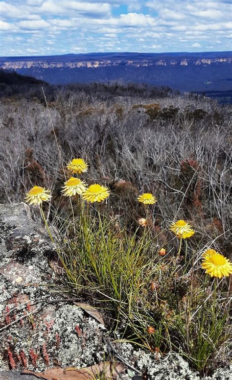 Leucochrysum Graminifolium From Wolgan State Forest Nsw Australia