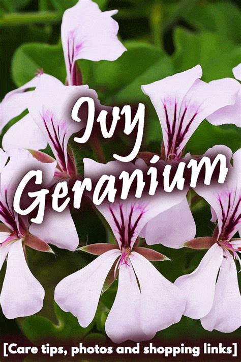 Ivy Geranium [Care Tips, Photos, and Shopping Links]