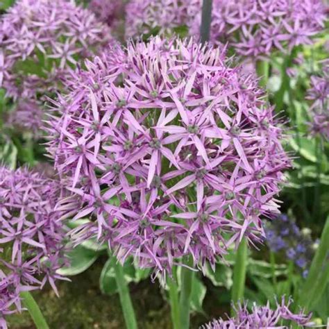 Allium Czosnek Violet Beauty 3 Szt Hurtownia I Sklep Cebulki Kwiatowe Pl