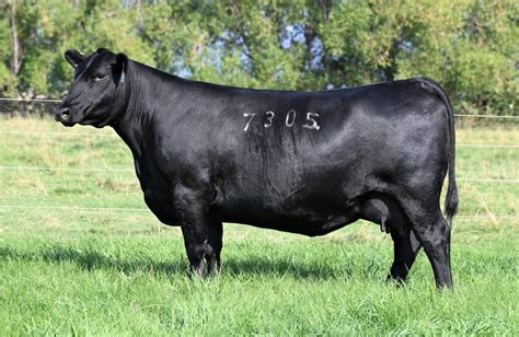 Angus Embryos For Sale Sb10 2203 Sire Buyer