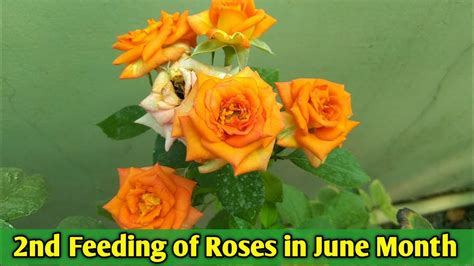 2nd Feeding Of Roses In June Month How To Fertilize Rose Flower