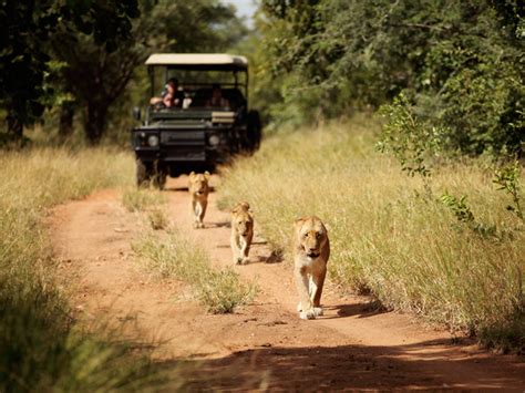 Camp Jabulani | South Africa Safari Camps | iSafari.com