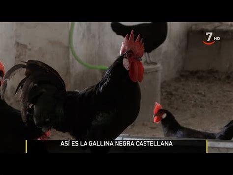 La Gallina Negra Castellana Una Raza Hist Rica Y En Peligro De