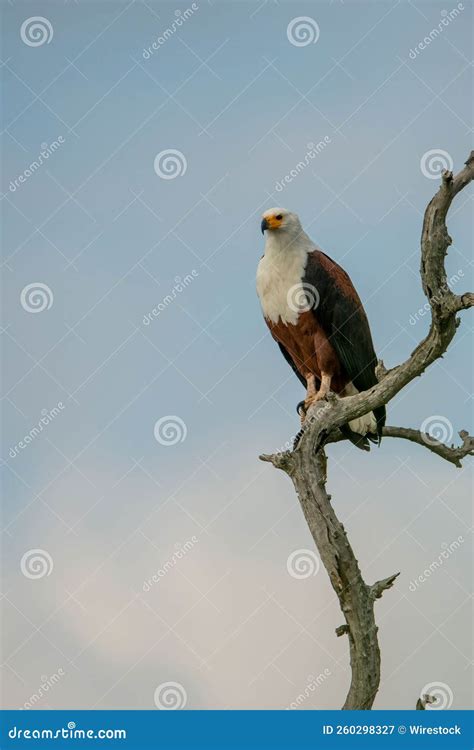 Vertical Portrait Of A Beautiful Bald Eagle Perched On A Tree Branch On