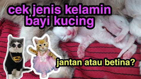 Cara Membedakan Jenis Kelamin Anak Kucing Yang Masih Bayi Membedakan