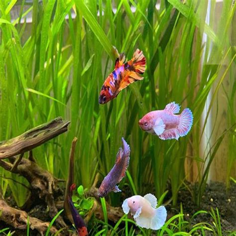 Dwarf Sagittaria Subulata 6 Pot Pack Live Aquarium Plant Etsy