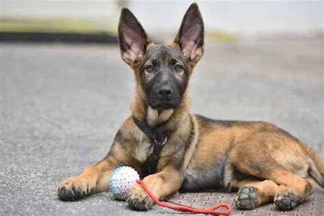 Belgian Malinois German Shepherd Mix: Amazing Designer Dog