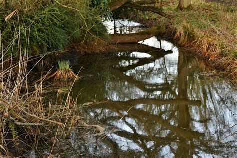 Marmalade Tree Beccles At Theresa Bishop Blog