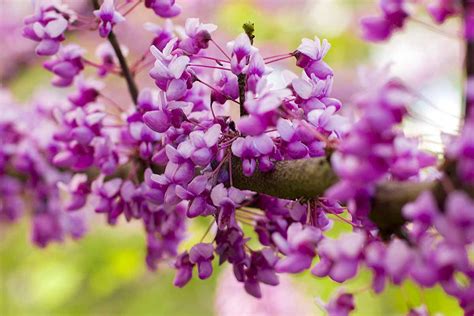 How To Grow And Care For Oklahoma Redbud Trees Reportwire