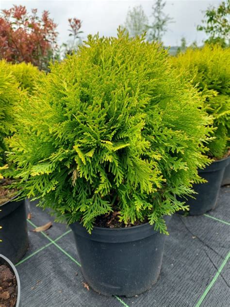 Thuja Occidentalis Mirjam Tuja Z Padn Z Hradn Ctvo Ing Peter