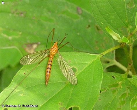 TIGER CRANE FLY Fontenelle Forest Nature Search Fontenelle Forest