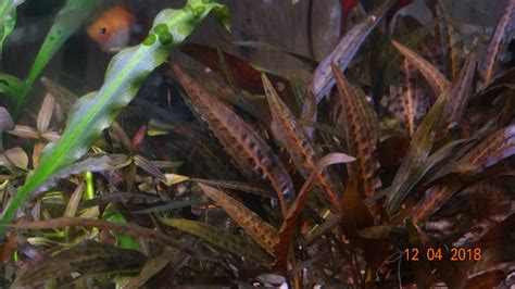 Aquaforum Cryptocoryne Affinis Metallic Red