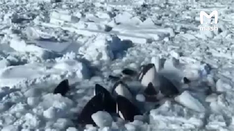 A dozen killer whales including cubs trapped 😔