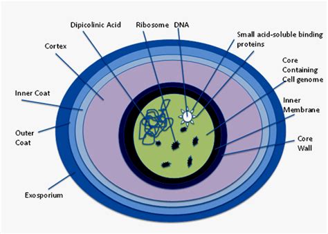 Bacterial Endospore Structure Stages Of Sporulation And Germination Online Science Notes