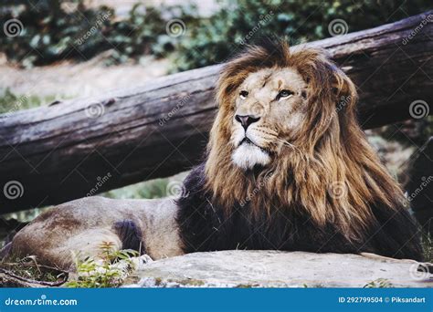 Portrait of a Majestic Lion King Stock Photo - Image of wildcat, mane ...