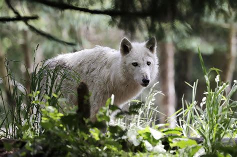 Wildlife Advocates Skeptical Of Wa Wolf Count Cascade Pbs