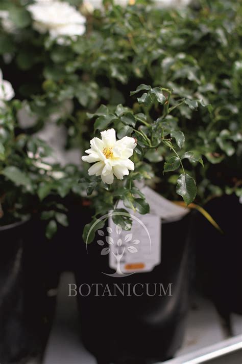 Роза 'Sunny Rose'
