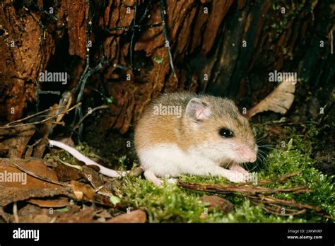 White Footed Deer Mouse Stock Photo Alamy