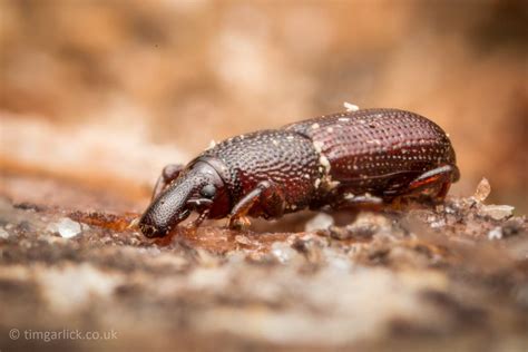 Wood Boring Weevil Weevils Insects Bee