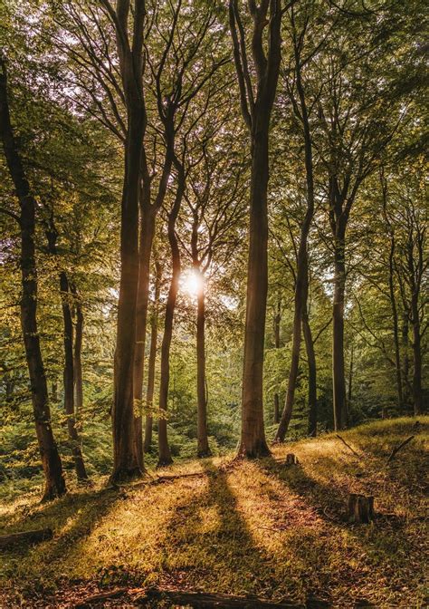 Foto De Stock Gratuita Sobre Al Aire Libre Arboles Bosque Landscape Photography Nature