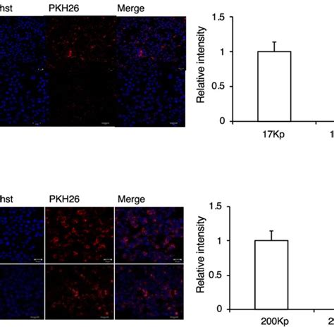 Effect Of The Clathrin Dependent Endocytosis Inhibitor On The