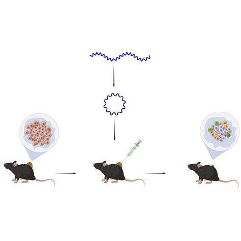 Intratumoral Delivered Novel Circular Mrna Encoding Cytokines For