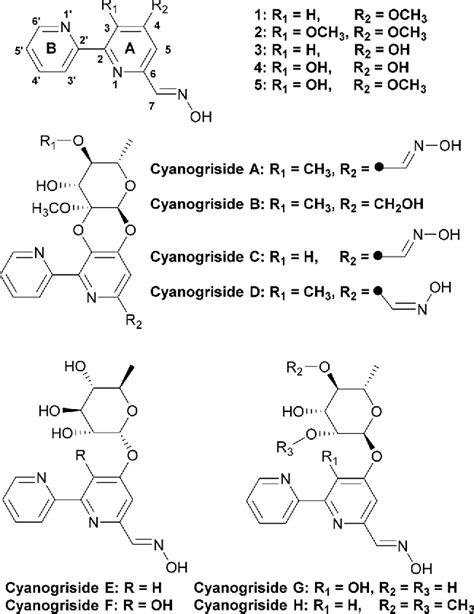 Figure 1 From Enzymatic Competition And Cooperation Branch The